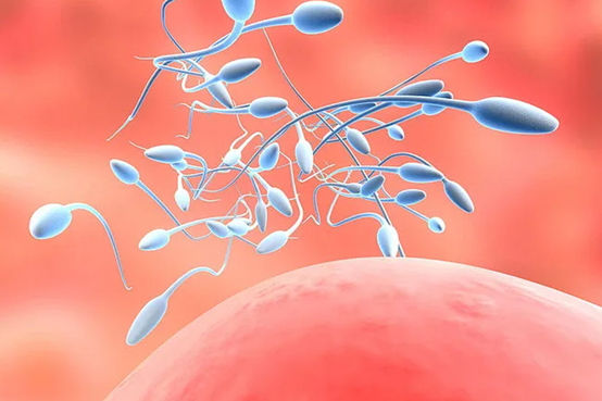 南昌拉拉可以做试管试管代怀生子吗（南昌拉拉试管费用大概多少）